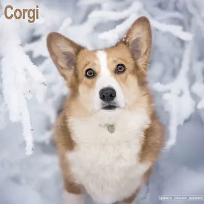 Welsh Corgi