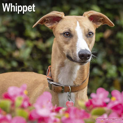Whippet