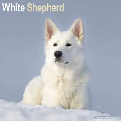 Witte Herder