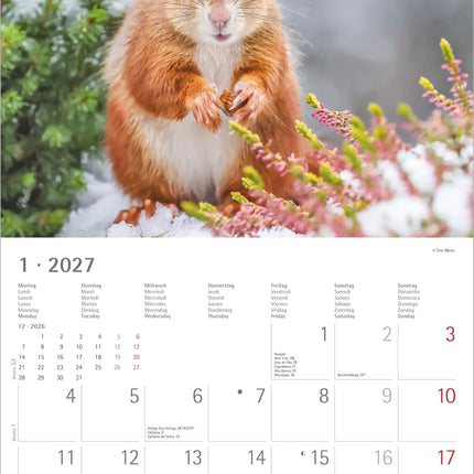 AlphaEdition Eekhoorns Kalender 2027