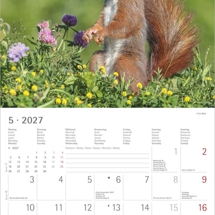 AlphaEdition Eekhoorns Kalender 2027