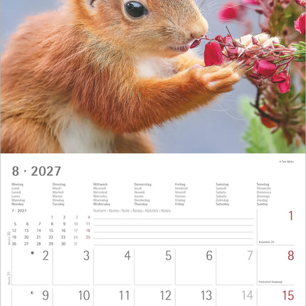 AlphaEdition Eekhoorns Kalender 2027