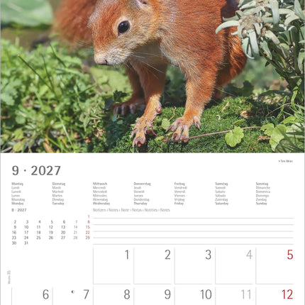 AlphaEdition Eekhoorns Kalender 2027