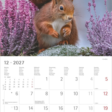 AlphaEdition Eekhoorns Kalender 2027