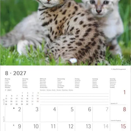 AlphaEdition Fluweelzachte Pootjes Kalender 2027