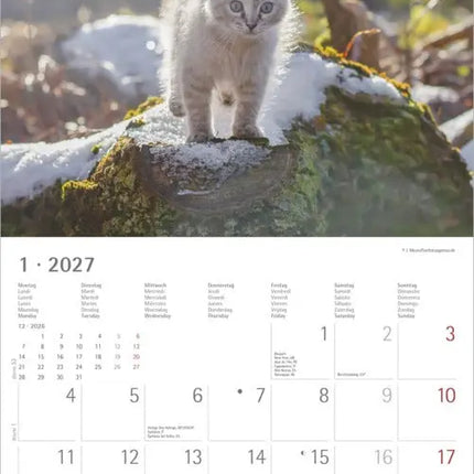 AlphaEdition Fluweelzachte Pootjes Kalender 2027