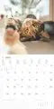 AlphaEdition Grappige Katten Kalender 2027