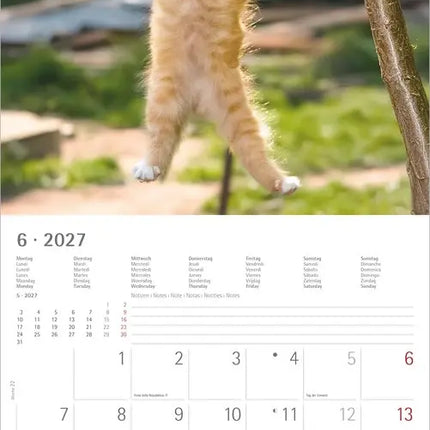 AlphaEdition Grappige Katten Kalender 2027