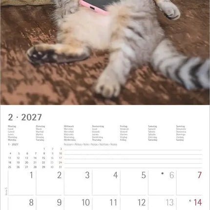 AlphaEdition Grappige Katten Kalender 2027