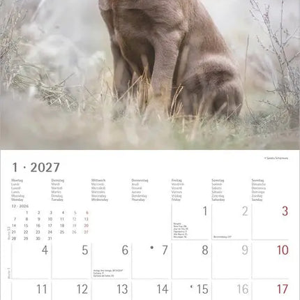 AlphaEdition Honden Kalender 2027