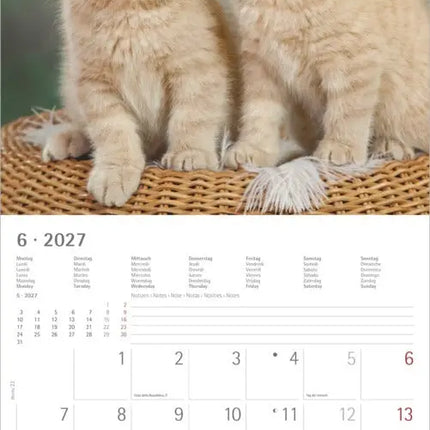 AlphaEdition Katten Kalender 2027