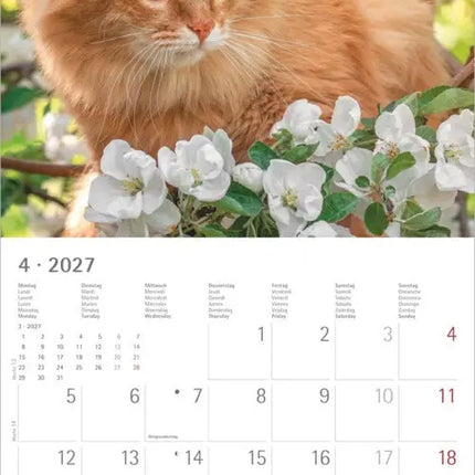 AlphaEdition Katten Kalender 2027