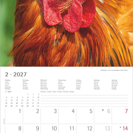 AlphaEdition Kippen Kalender 2027