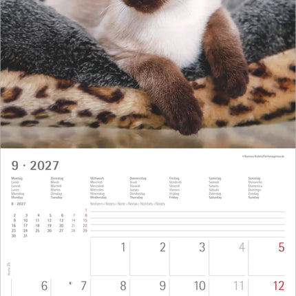 AlphaEdition Kittens Kalender 2027