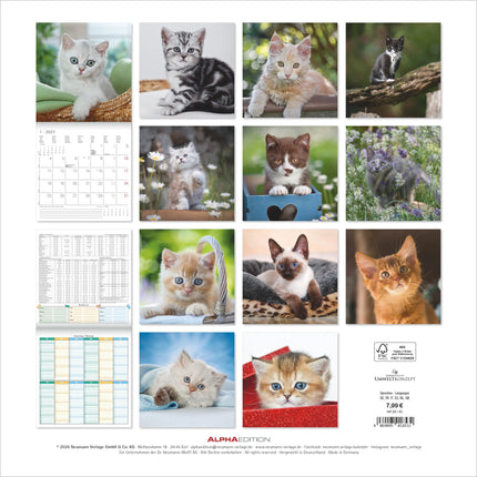 AlphaEdition Kittens Kalender 2027