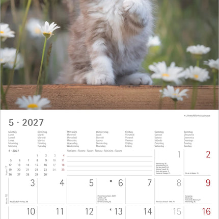 AlphaEdition Kittens Kalender 2027