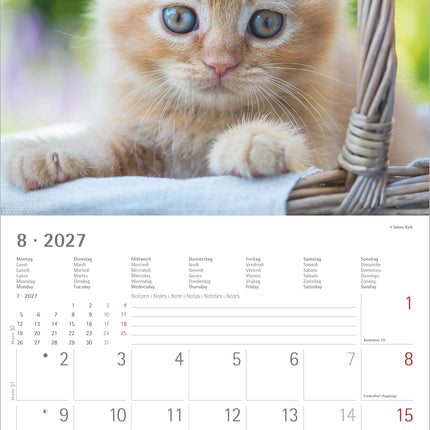 AlphaEdition Kittens Kalender 2027