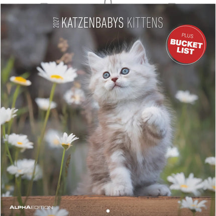 AlphaEdition Kittens Kalender 2027