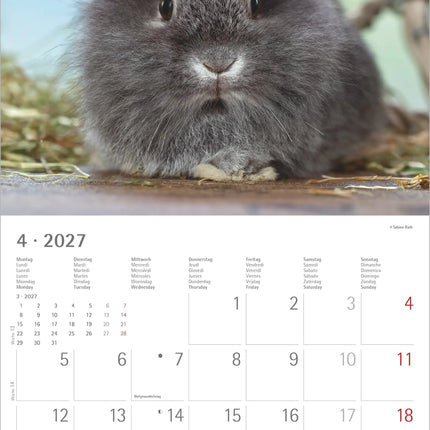 AlphaEdition Konijnen Kalender 2027