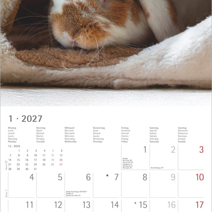 AlphaEdition Konijnen Kalender 2027