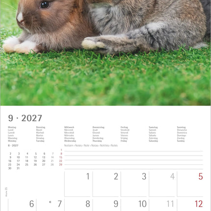 AlphaEdition Konijnen Kalender 2027