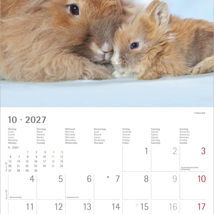 AlphaEdition Konijnen Kalender 2027