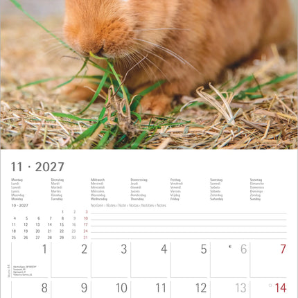 AlphaEdition Konijnen Kalender 2027