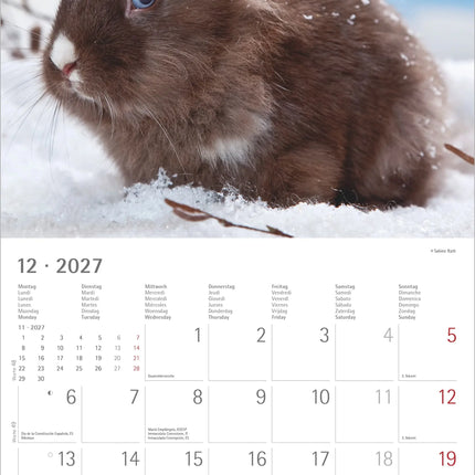 AlphaEdition Konijnen Kalender 2027