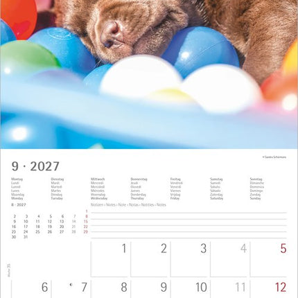 AlphaEdition Labrador Retriever Kalender 2027