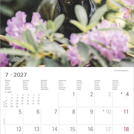 AlphaEdition Labrador Retriever Kalender 2027