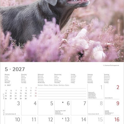 AlphaEdition Labrador Retriever Kalender 2027