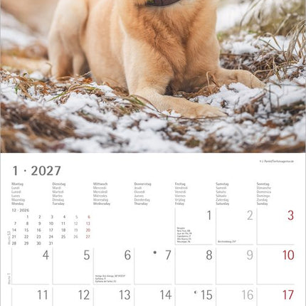 AlphaEdition Labrador Retriever Kalender 2027