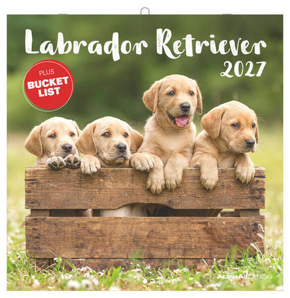 AlphaEdition Labrador Retriever Kalender 2027