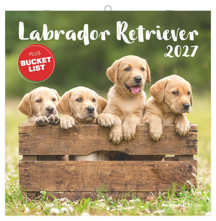 AlphaEdition Labrador Retriever Kalender 2027