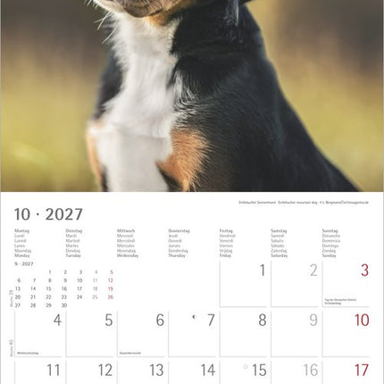 AlphaEdition Puppies Kalender 2027