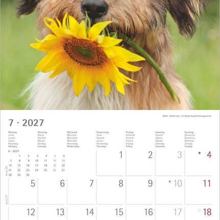 AlphaEdition Puppies Kalender 2027