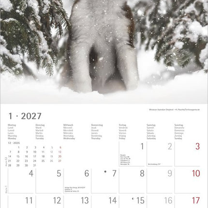 AlphaEdition Puppies Kalender 2027