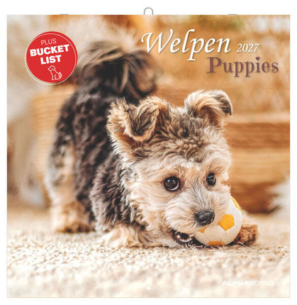 AlphaEdition Puppies Kalender 2027