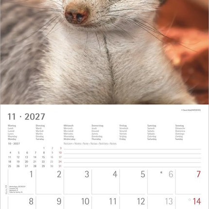 AlphaEdition Stokstaartjes Kalender 2027