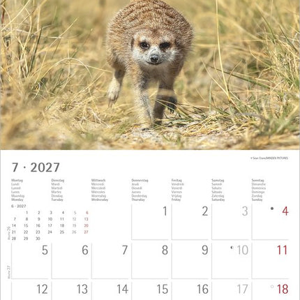 AlphaEdition Stokstaartjes Kalender 2027
