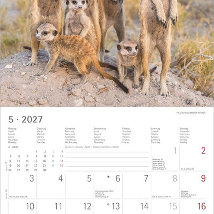 AlphaEdition Stokstaartjes Kalender 2027