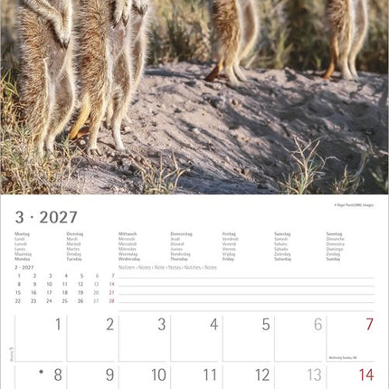 AlphaEdition Stokstaartjes Kalender 2027