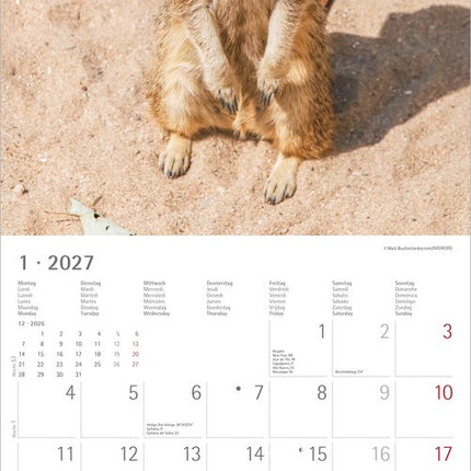 AlphaEdition Stokstaartjes Kalender 2027