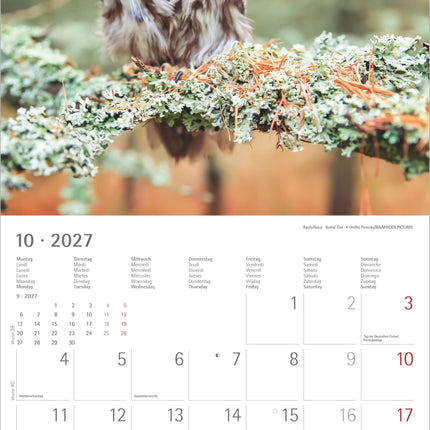 AlphaEdition Uilen Kalender 2027