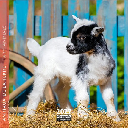 Aquarupella Boerderij Dieren Kalender 2027 Mini