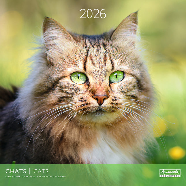 Aquarupella Katten Kalender 2026