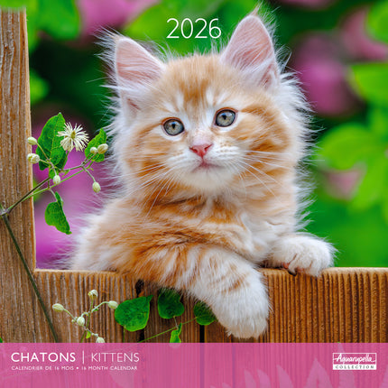 Aquarupella Kittens Kalender 2026