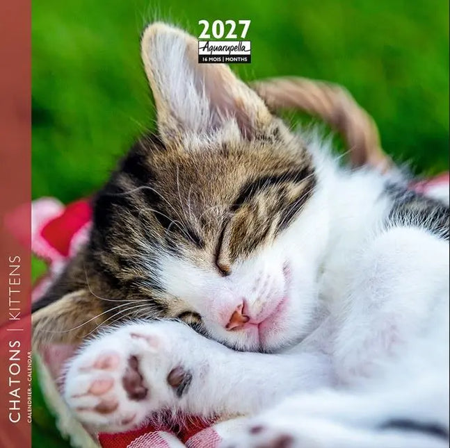 Aquarupella Kittens Kalender 2027 Mini