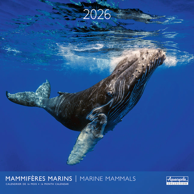 Aquarupella Marine Mammals Kalender 2026