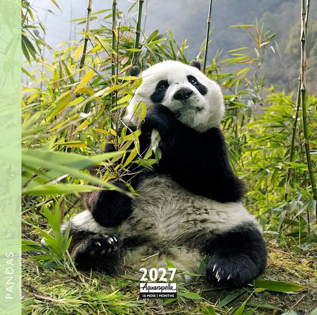 Aquarupella Panda Kalender 2027 Mini